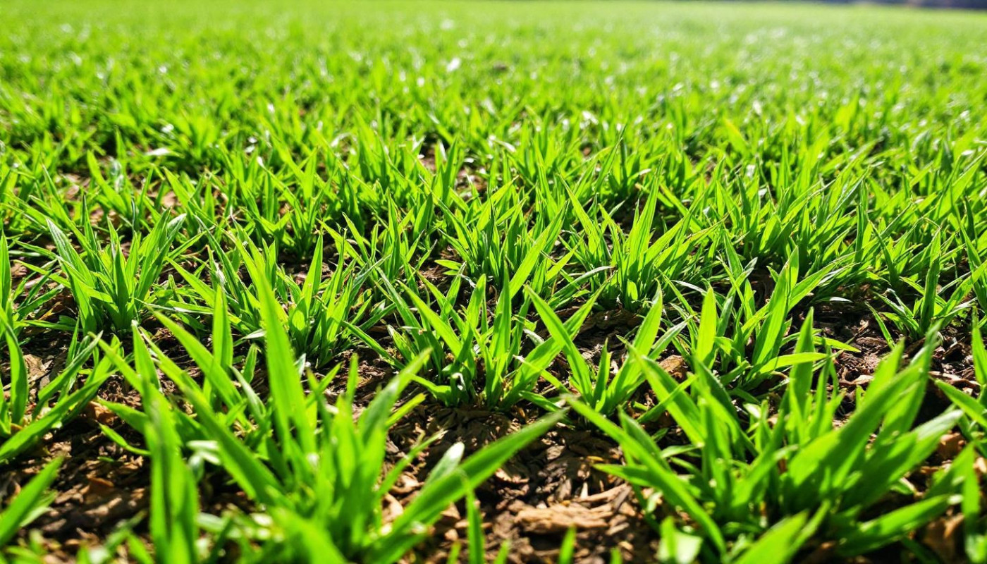Maximiser la santé de votre pelouse avec le mulching
